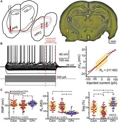 Serotonergic Regulation of Corticoamygdalar Neurons in the Mouse Prelimbic Cortex